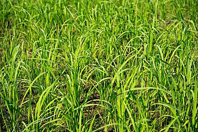 TGA：多人游戏《Rumbleverse》预告公布 明年上线